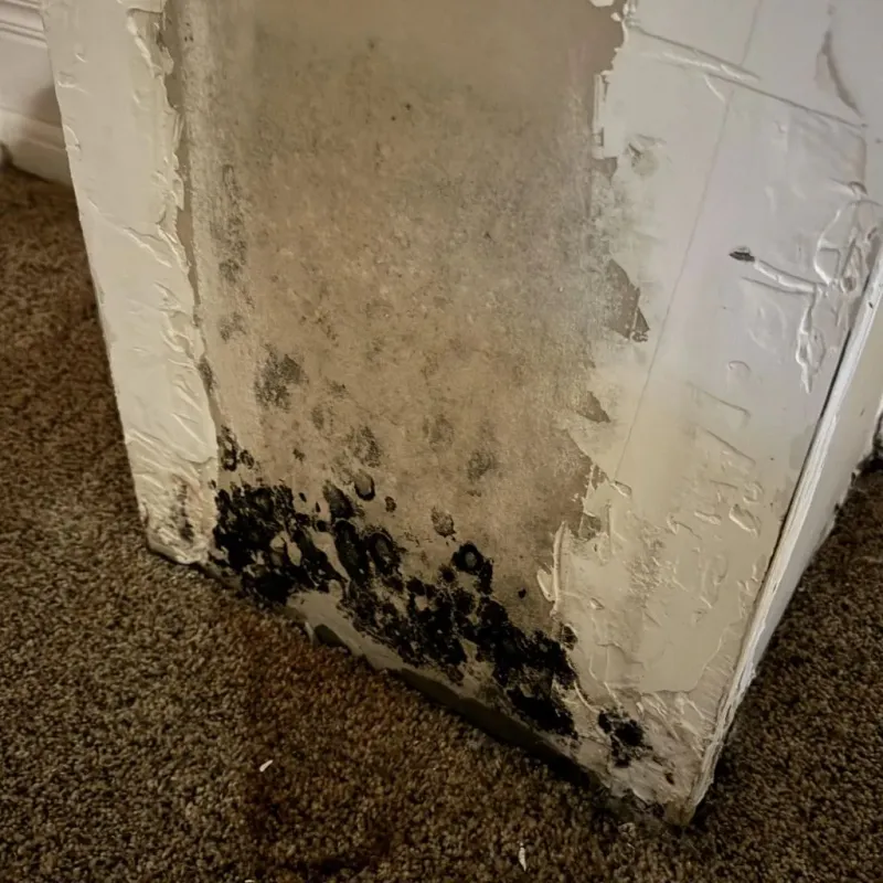 Professional Mold Removal in Hollywood, FL
